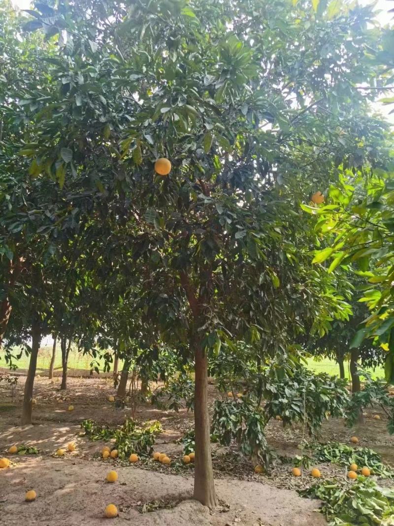 香泡，香泡基地，移植田苗香泡，大小规格精品香泡量大从优。