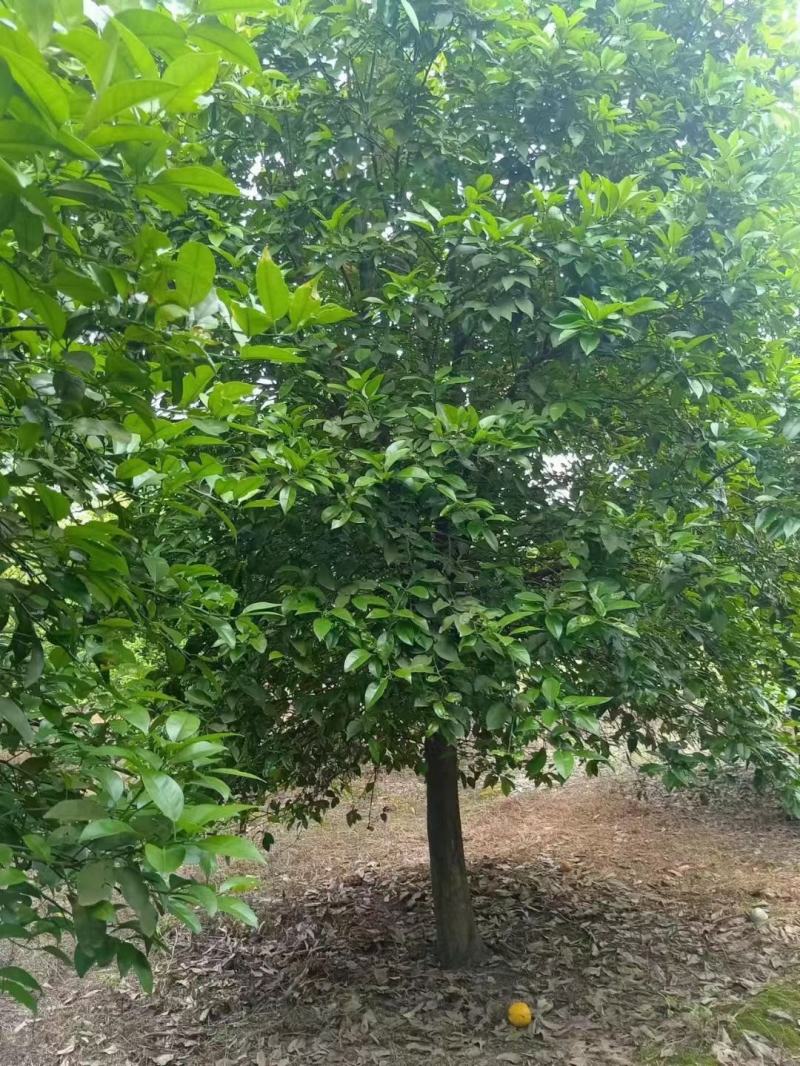 香泡，香泡基地，移植田苗香泡，大小规格精品香泡量大从优。