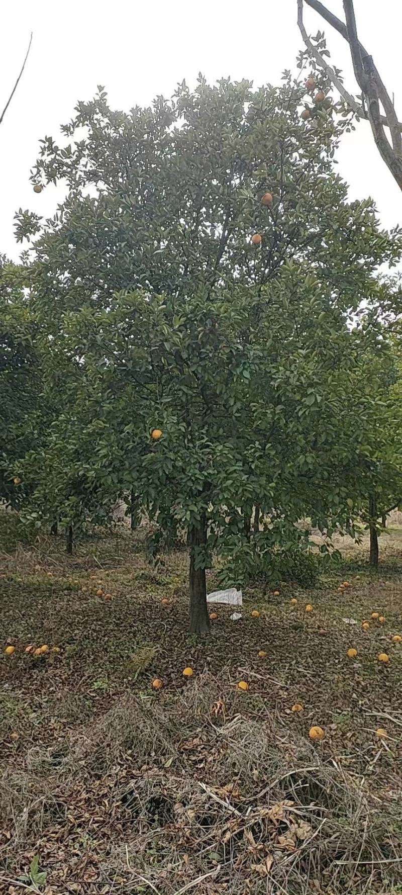香泡，香泡基地，移植田苗香泡，大小规格精品香泡量大从优。