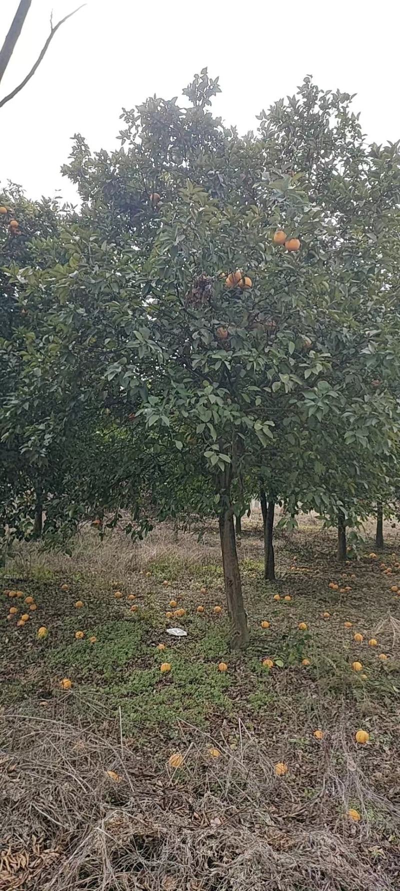 香泡，香泡基地，移植田苗香泡，大小规格精品香泡量大从优。
