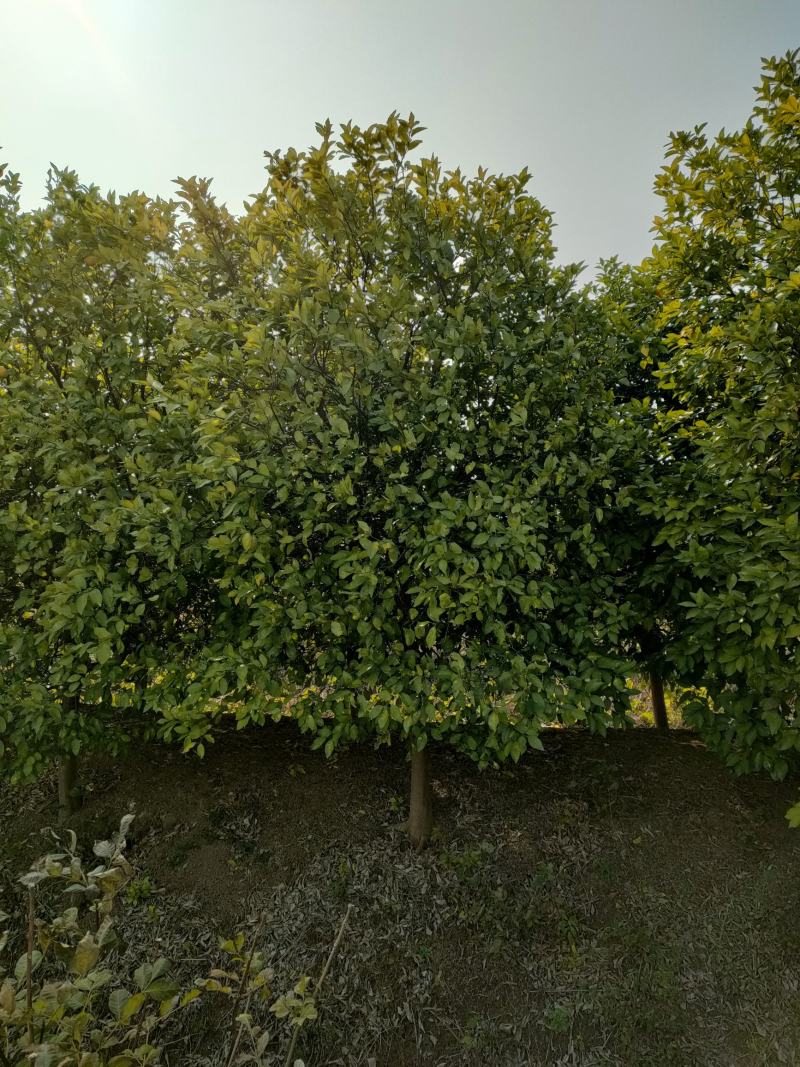 香泡，香泡基地，移植田苗香泡，大小规格精品香泡量大从优。