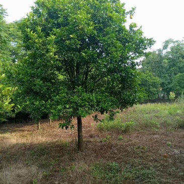 香泡，香泡基地，移植田苗香泡，大小规格精品香泡量大从优。