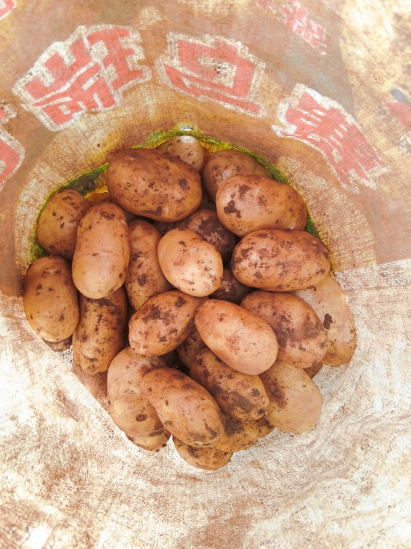 荷兰十五土豆