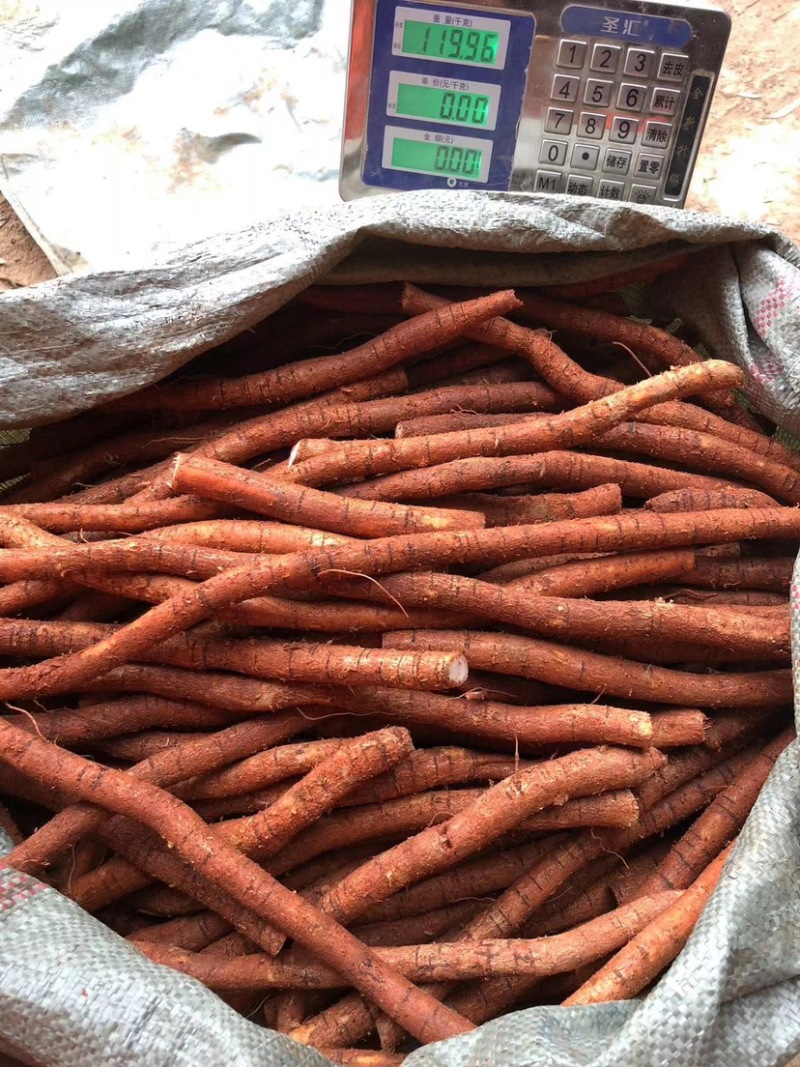 新鲜牛大力粉质薯大次牛整条煲汤泡酒好材料长期有货