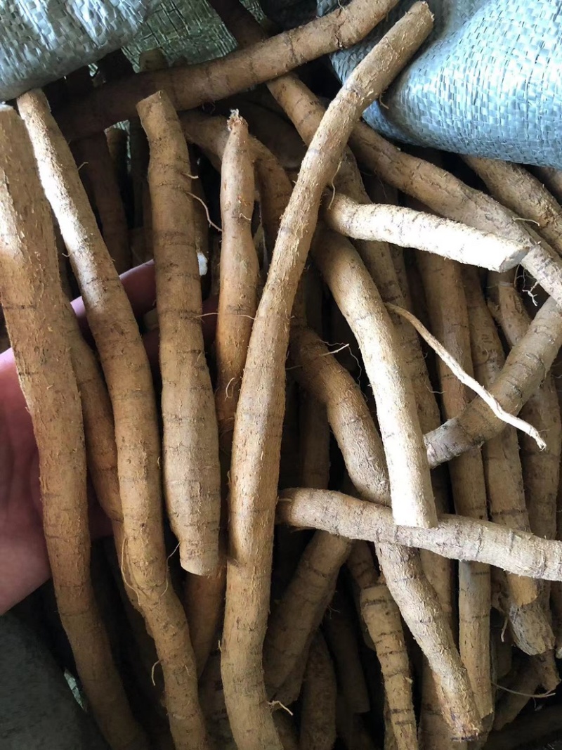 新鲜牛大力粉质薯大次牛整条煲汤泡酒好材料长期有货