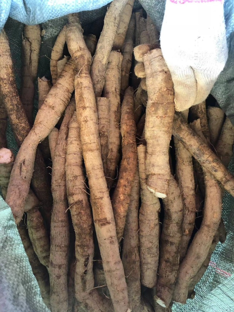 新鲜牛大力粉质薯大次牛整条煲汤泡酒好材料长期有货