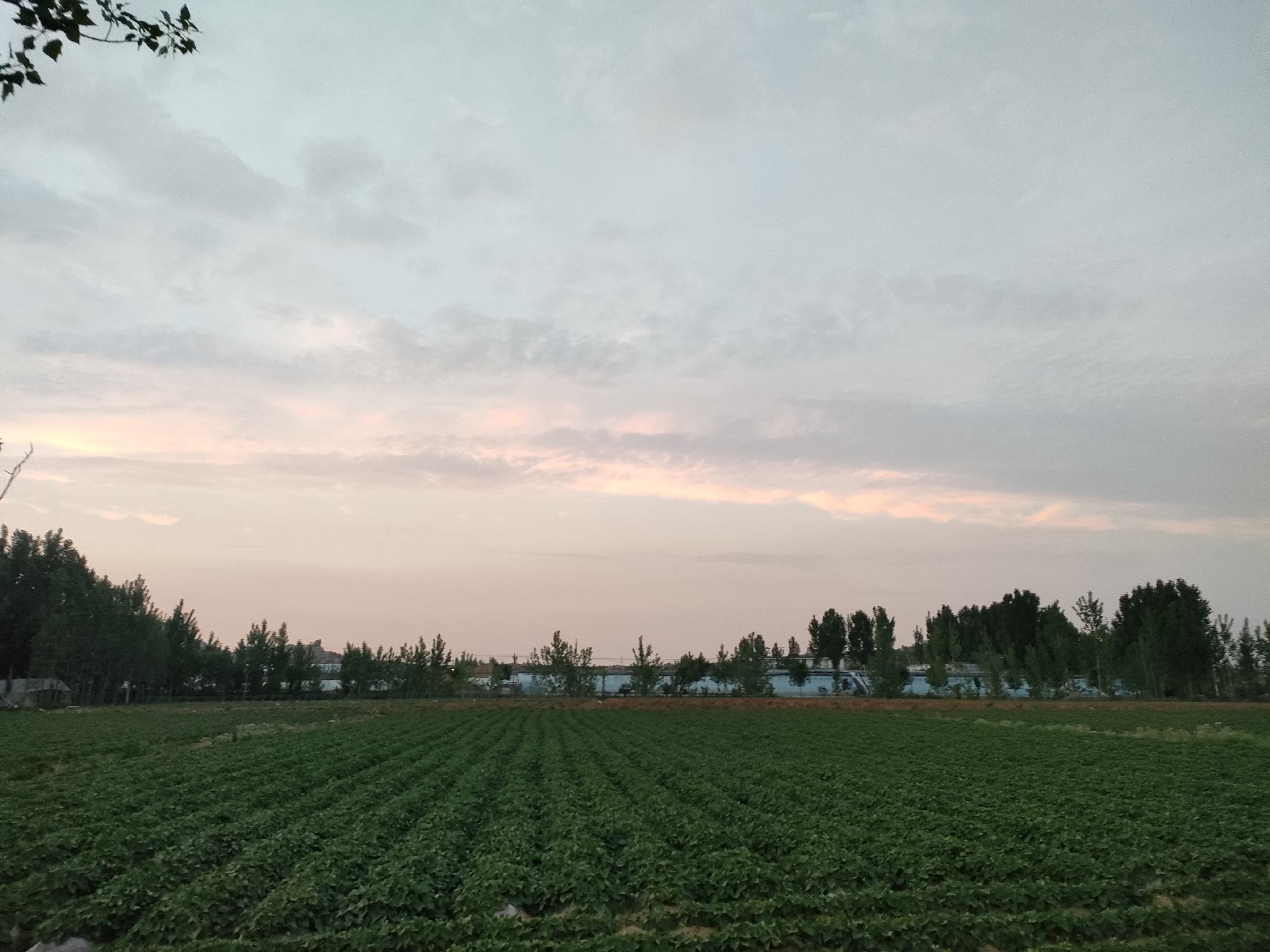 不同马铃薯品种田间生长状态对比