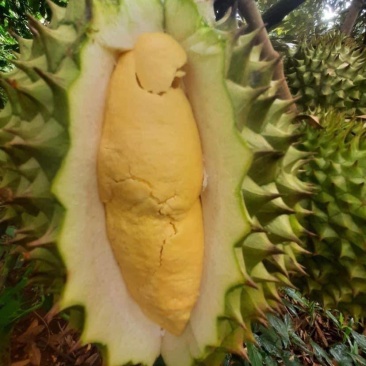 榴莲、菠萝蜜