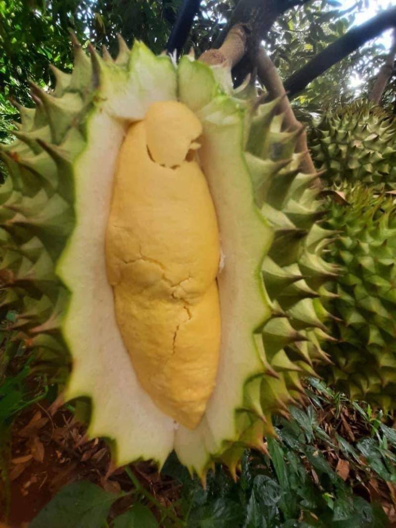 榴莲、菠萝蜜