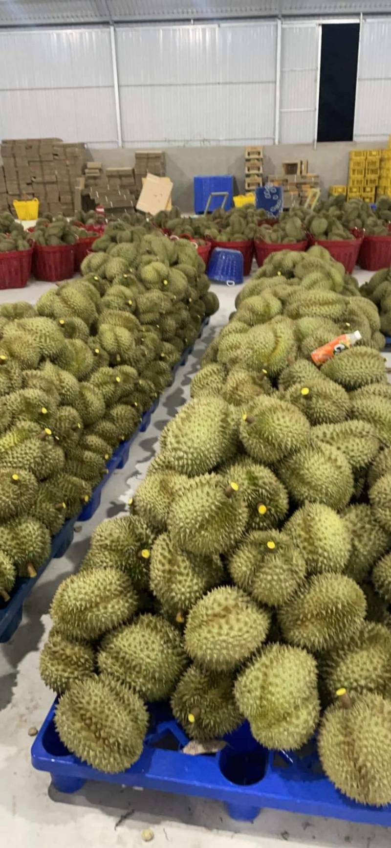 榴莲、菠萝蜜