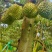 榴莲、菠萝蜜
