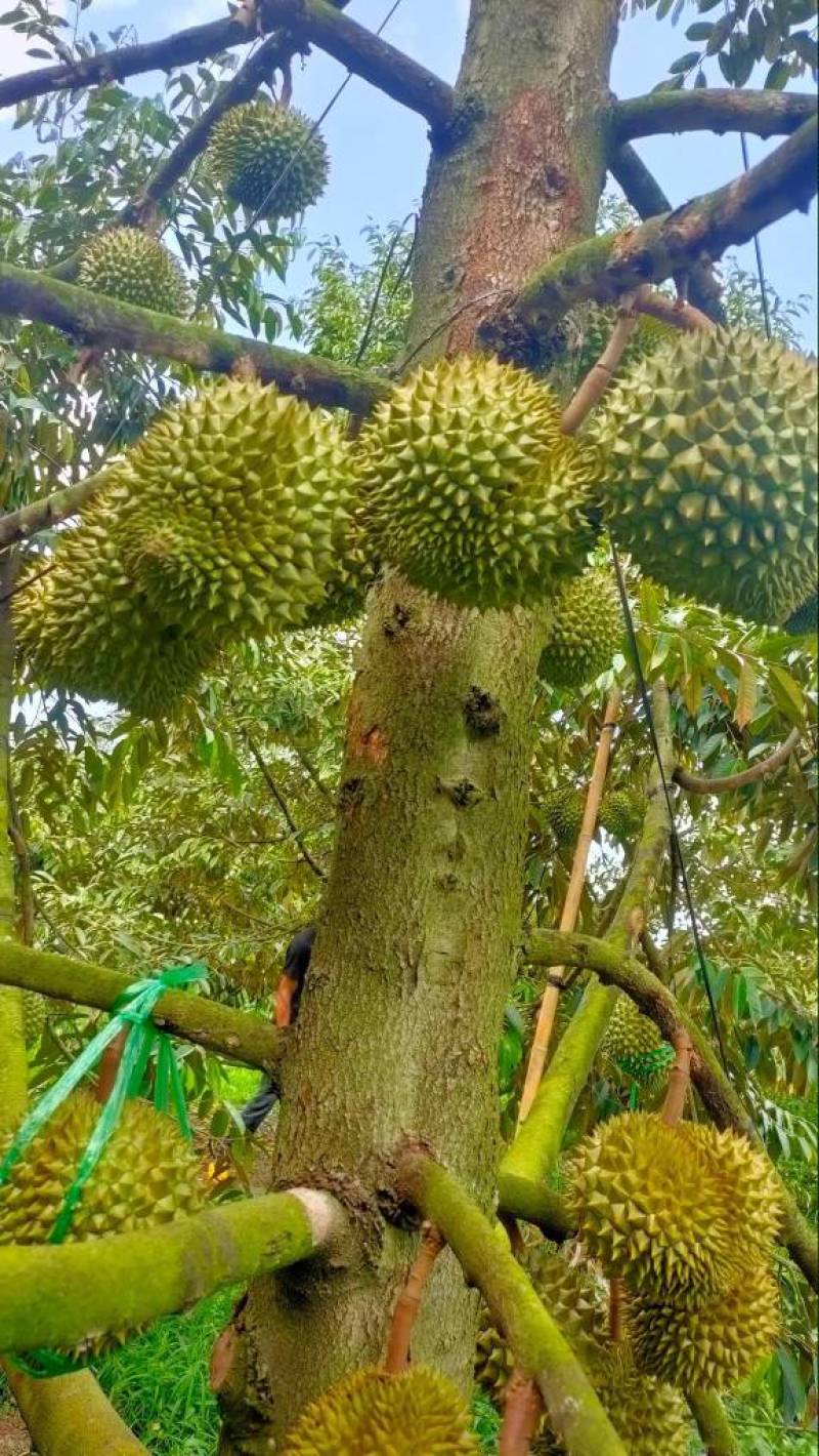 榴莲、菠萝蜜