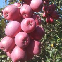123小苹果，双秋苹果，果面全红，产地直发！