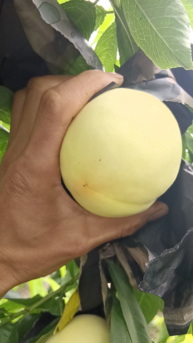 郑二