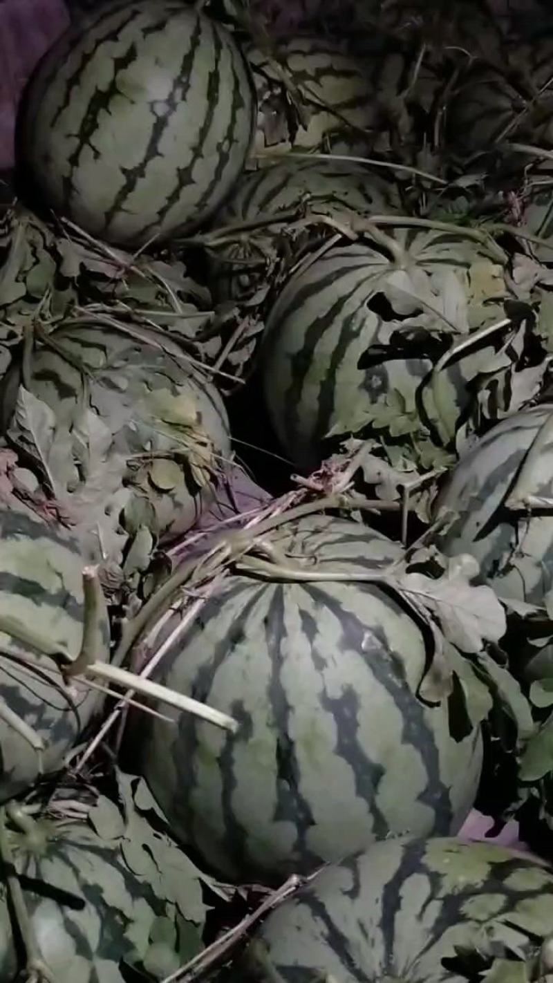 大棚精品美都露美都西瓜天美都及西农八号持续上市