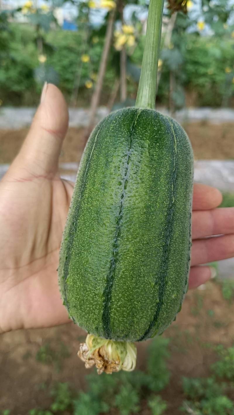 苹果丝瓜