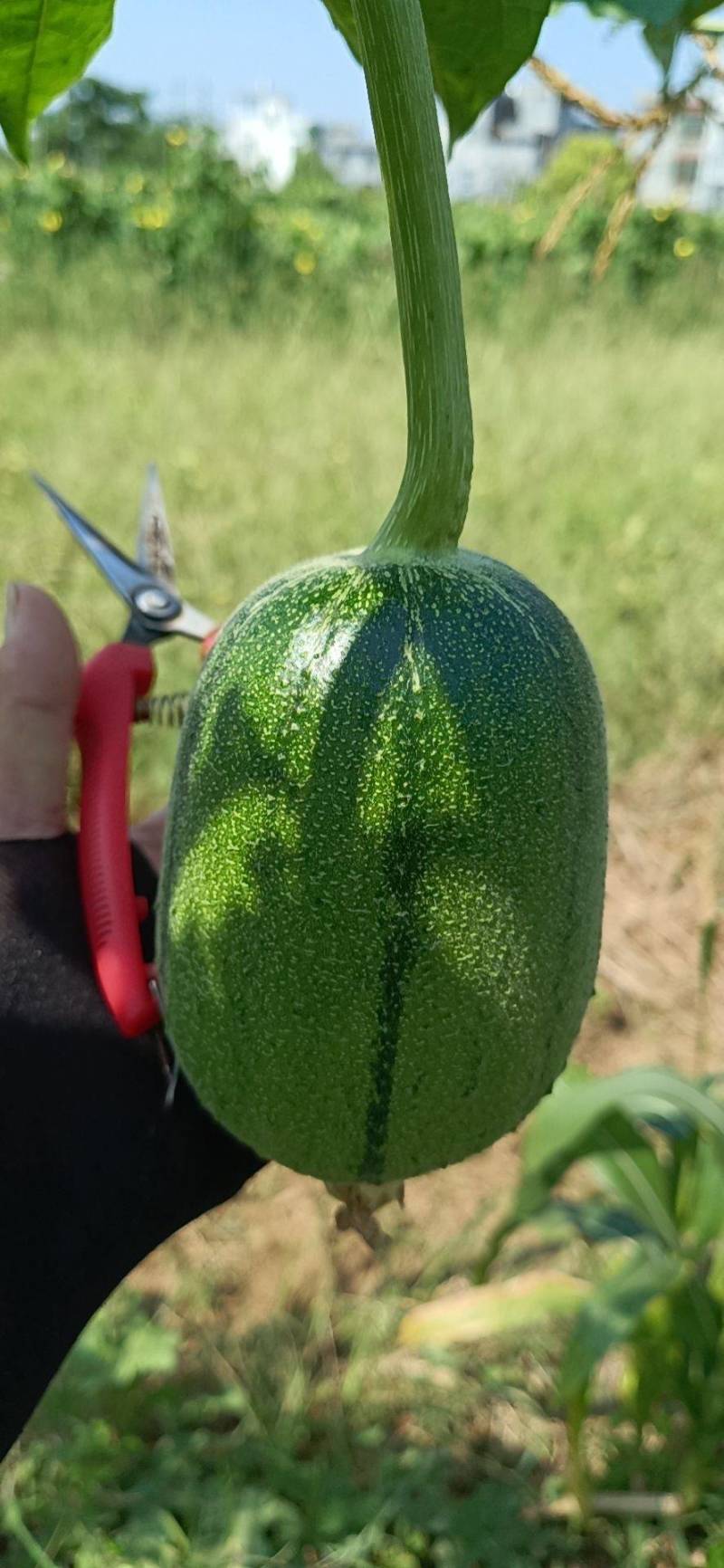 苹果丝瓜