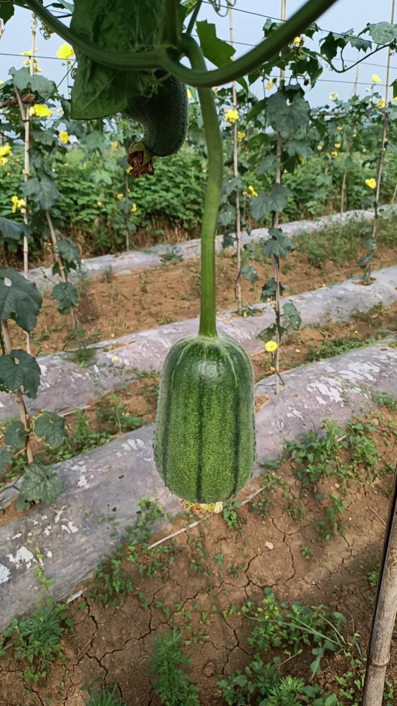 苹果丝瓜