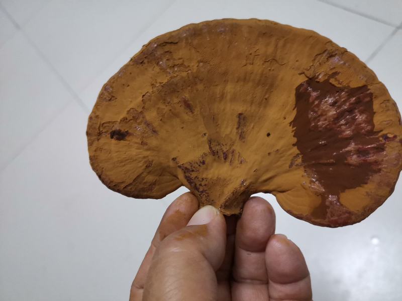 灵芝干品原产地一级种种植，产地自采，自然风干，天然无污染