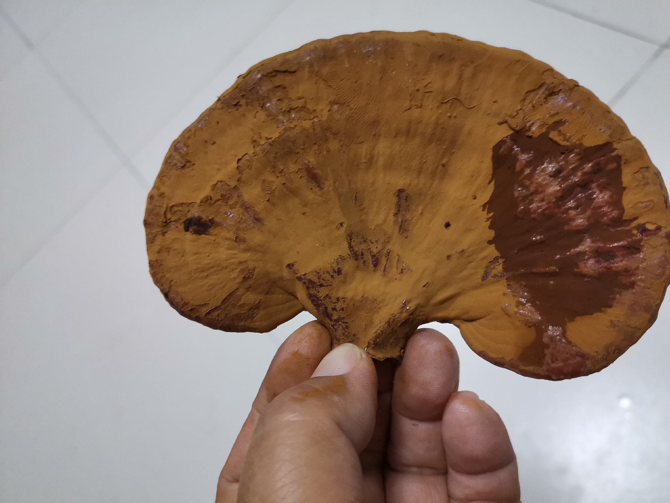 灵芝切片质量评估标准图解