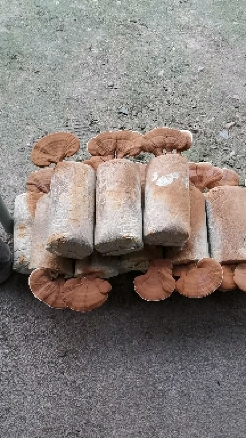 灵芝干品原产地一级种种植，产地自采，自然风干，天然无污染