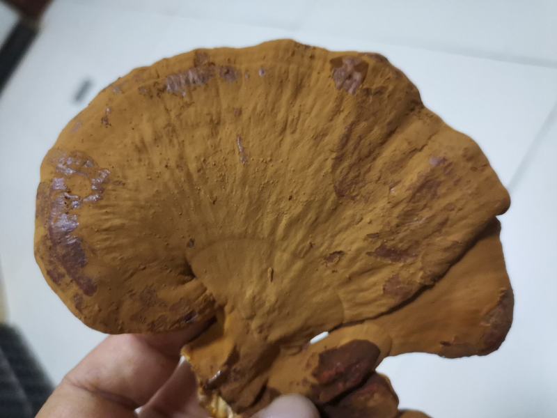灵芝干品原产地一级种种植，产地自采，自然风干，天然无污染