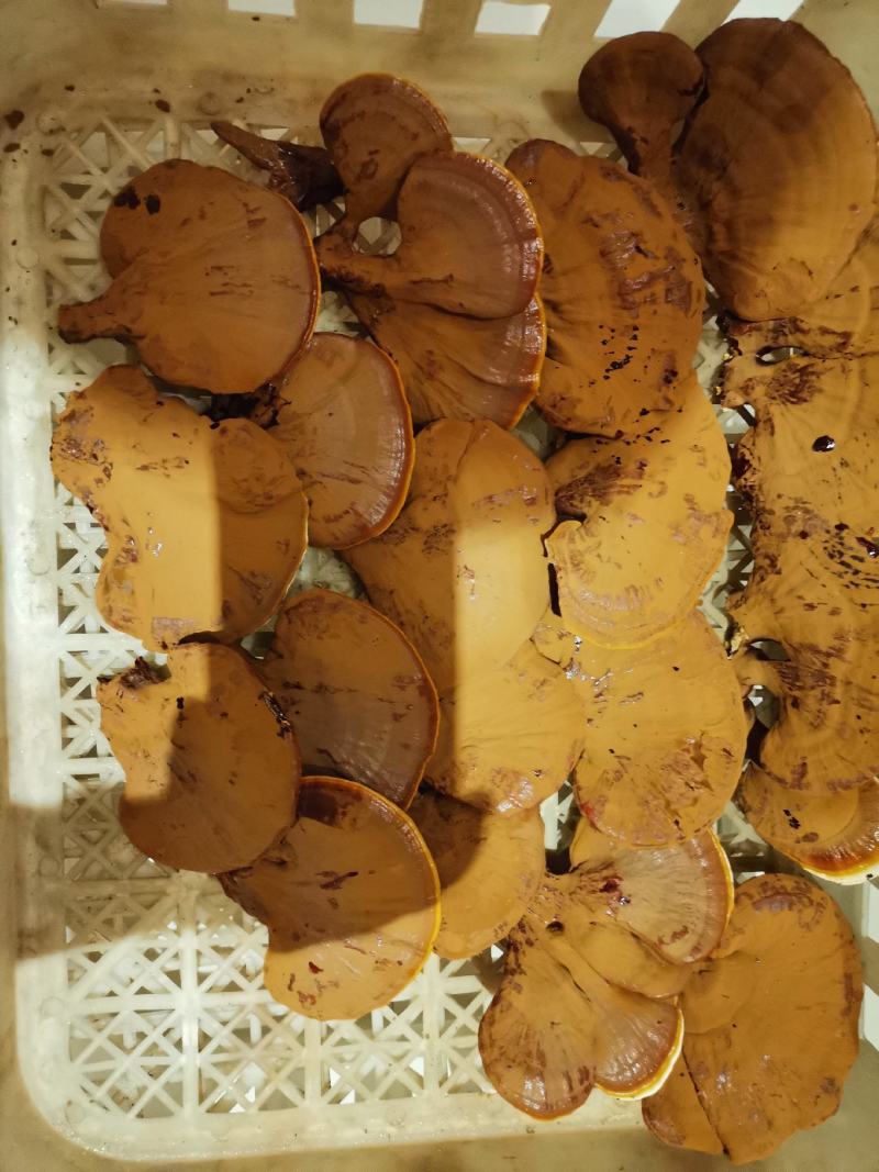 灵芝干品原产地一级种种植，产地自采，自然风干，天然无污染
