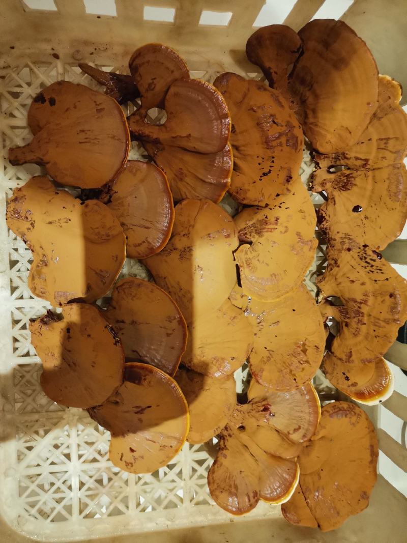 灵芝干品原产地一级种种植，产地自采，自然风干，天然无污染