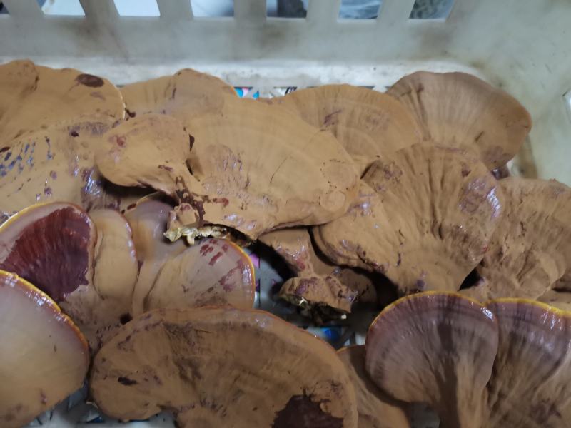 灵芝干品原产地一级种种植，产地自采，自然风干，天然无污染
