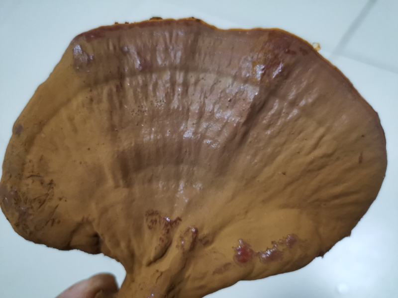 灵芝干品原产地一级种种植，产地自采，自然风干，天然无污染