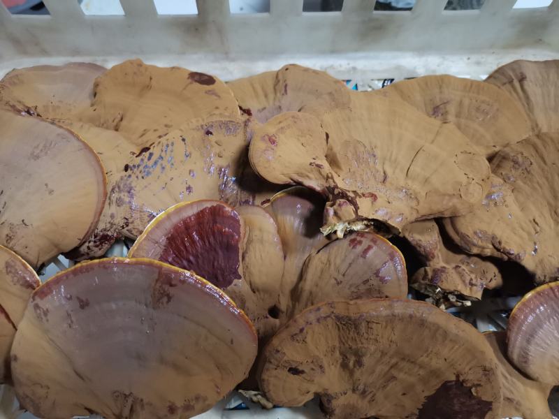 灵芝干品原产地一级种种植，产地自采，自然风干，天然无污染
