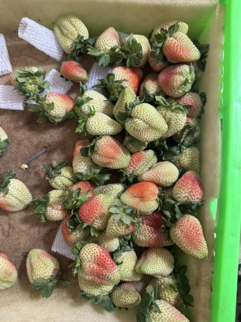 （网套散装畸形果，次果）四季商用草莓基地直发蒙特瑞