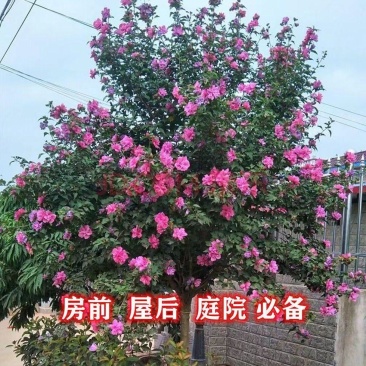 木槿苗木槿花庭院别墅绿化植物做篱笆围墙围栏