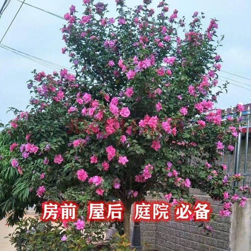 木槿苗木槿花庭院别墅绿化植物做篱笆围墙围栏