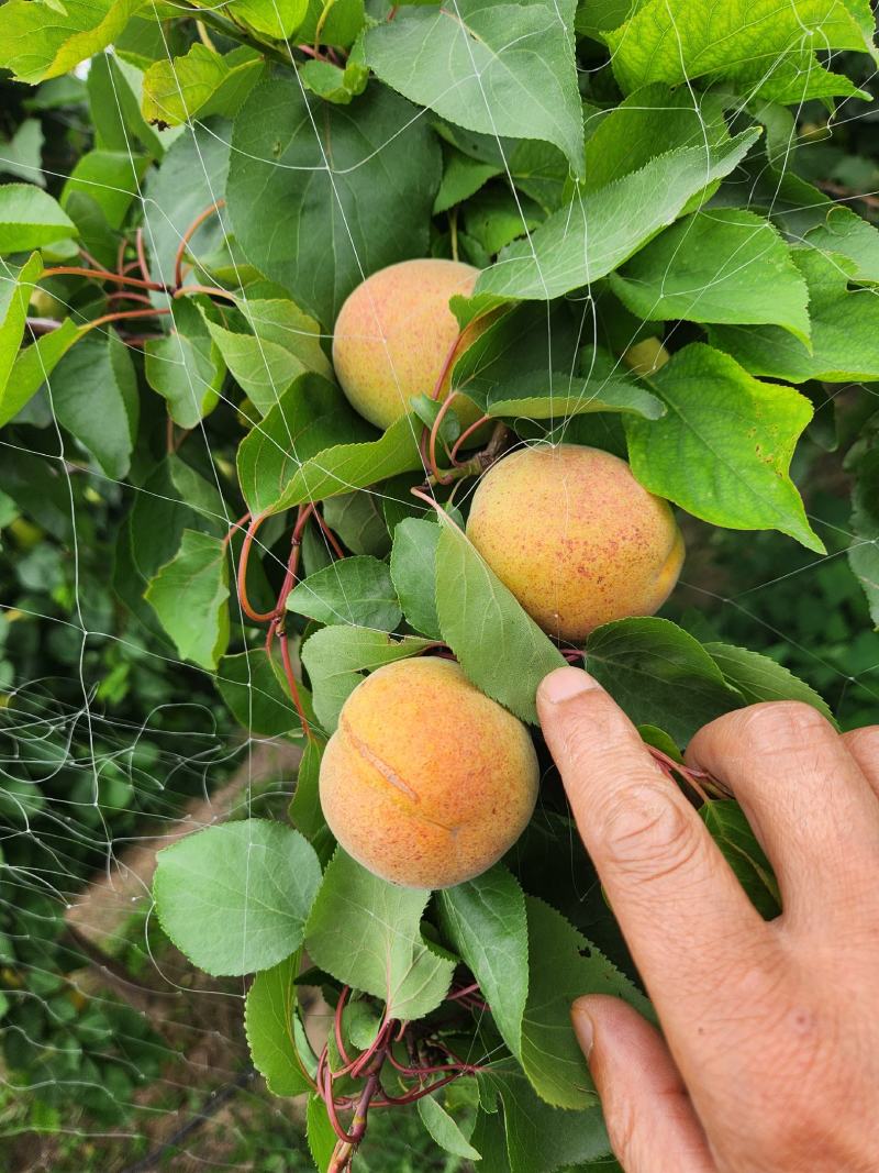 荷兰香蜜杏