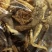 虎松茸干品，原种一级种菌袋带袋栽培，自然晒干，无污染