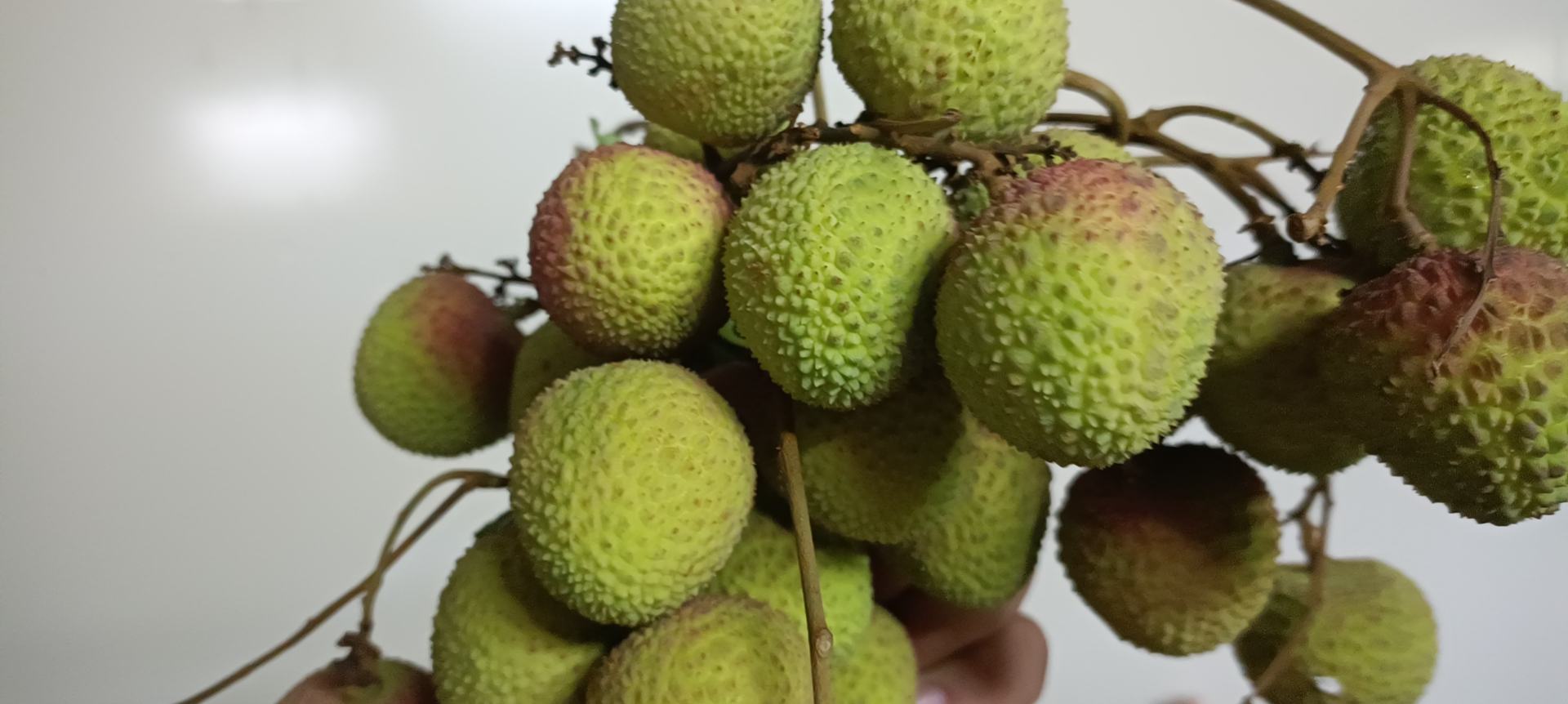 荔枝果蒂对比图