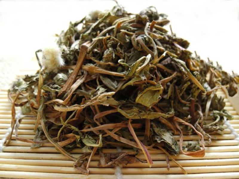 中药材马齿笕