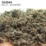 中药材马齿笕