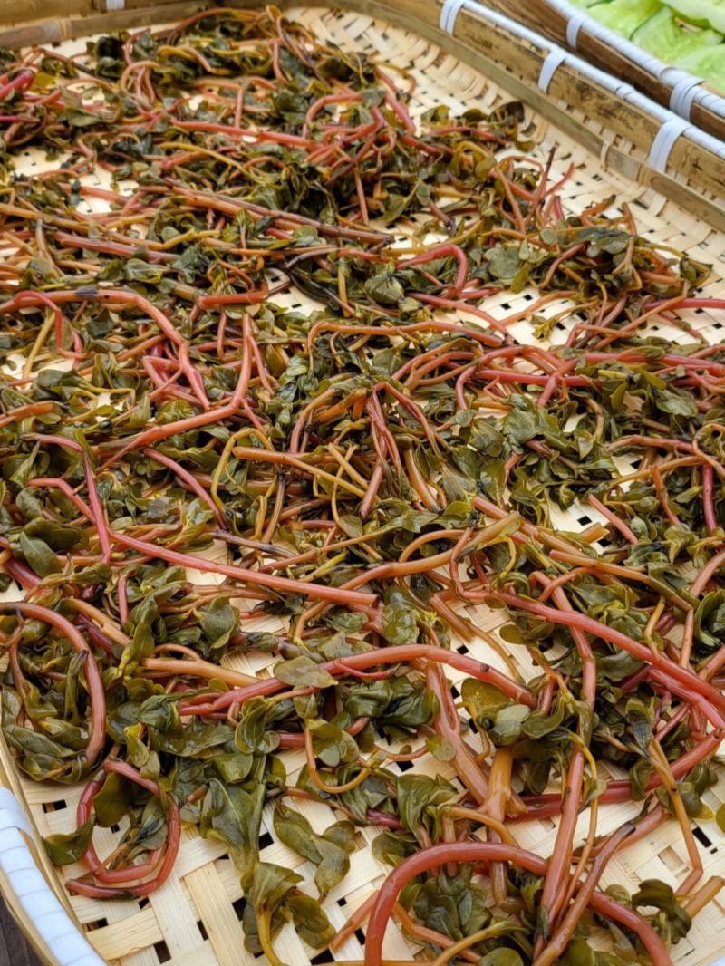 中药材马齿笕