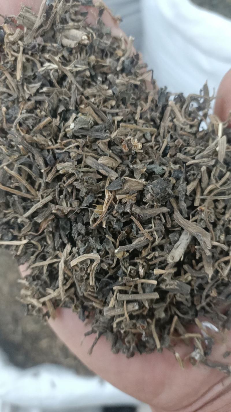 中药材马齿笕
