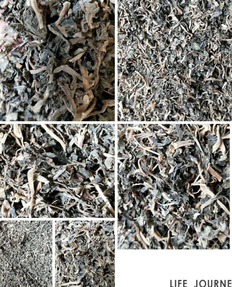 中药材马齿笕