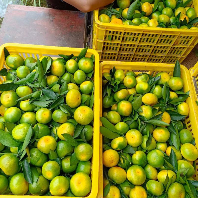 云南高山蜜橘准备上市接受预定