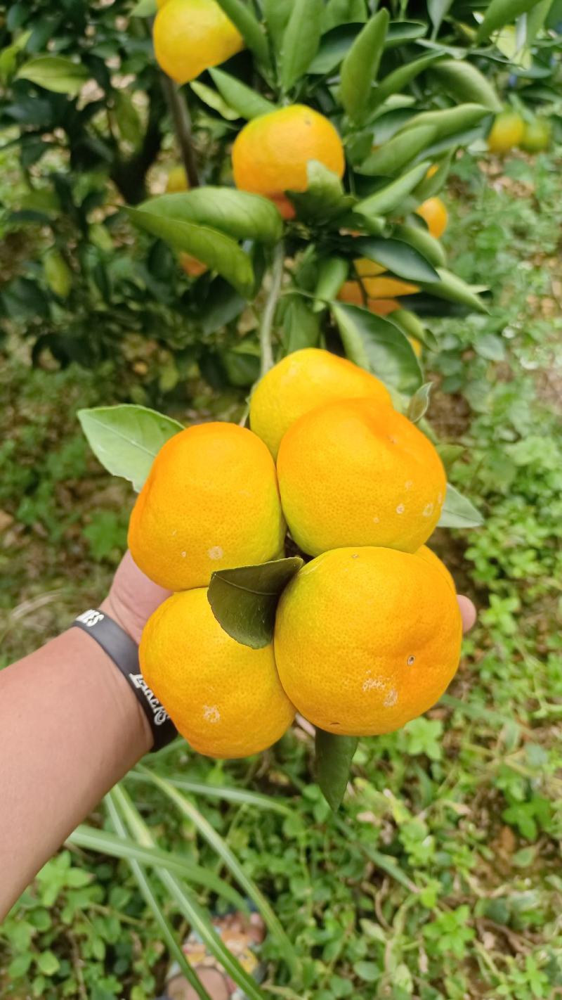 云南高山蜜橘准备上市接受预定