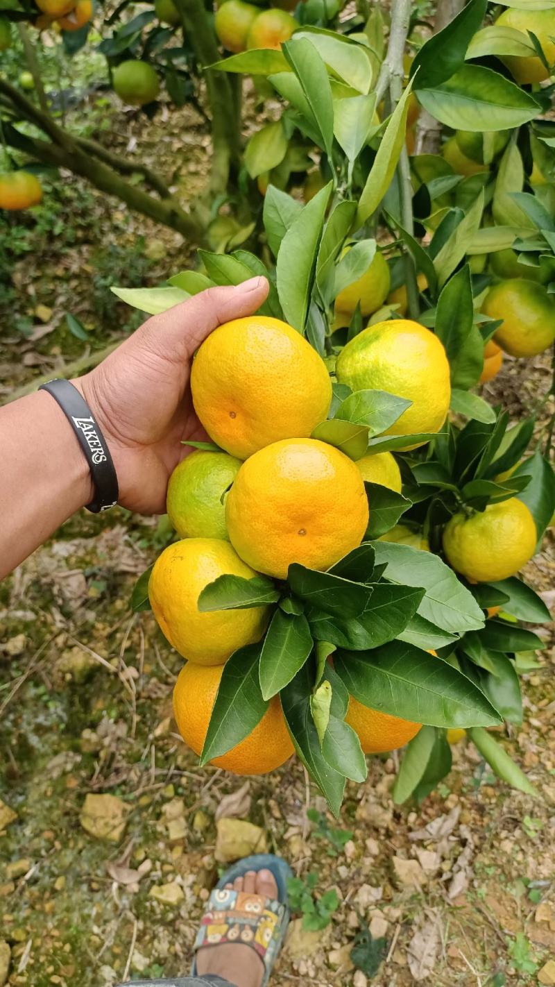 云南高山蜜橘准备上市接受预定
