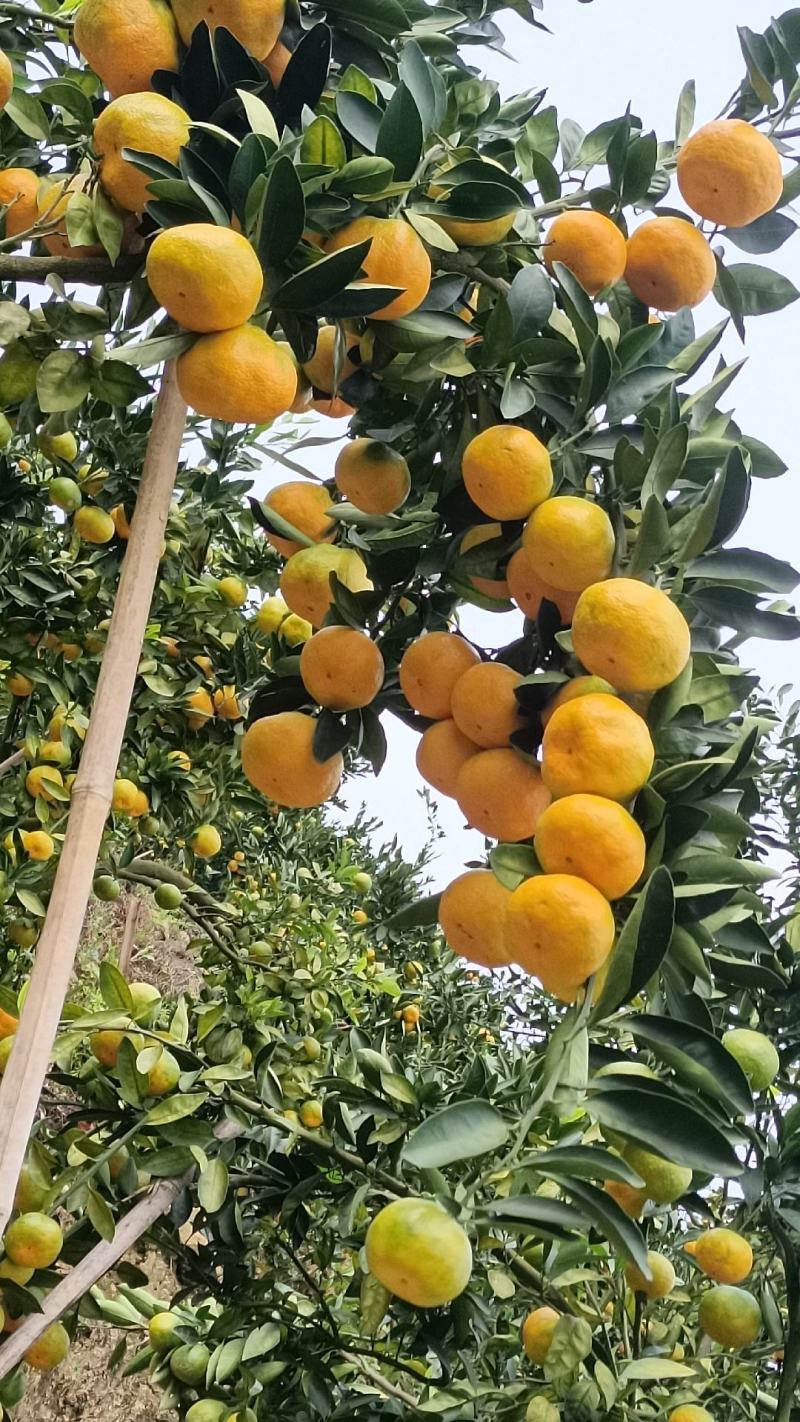 云南高山蜜橘准备上市接受预定