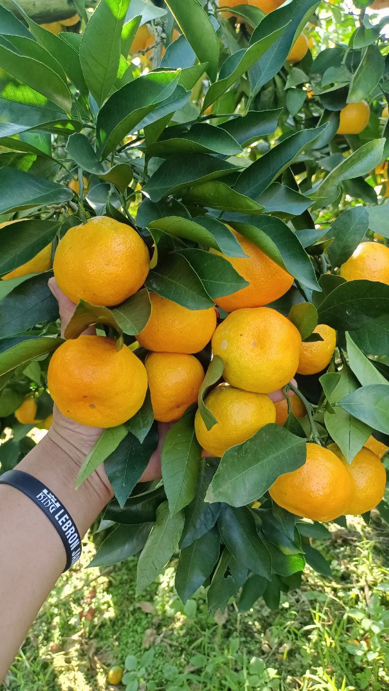 云南高山蜜橘准备上市接受预定