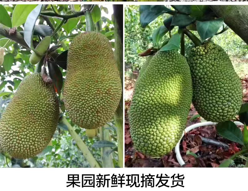 海南榴莲蜜，有着榴莲和菠萝蜜的味道，一个水果，两种囗感。