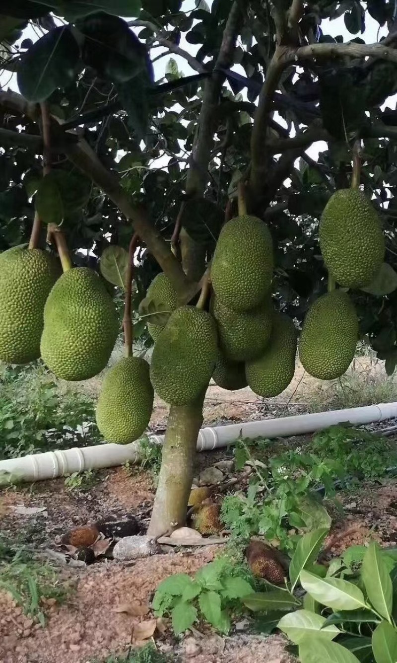 海南榴莲蜜，有着榴莲和菠萝蜜的味道，一个水果，两种囗感。