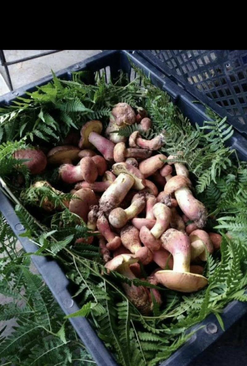 云南野生菌批发